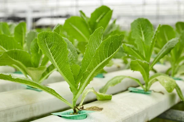 Καλλιέργεια Υδροπονική Πράσινα Λαχανικά Στο Εργοστάσιο Αγρόκτημα Αγορά Κόκκινη Βαλανιδιά — Φωτογραφία Αρχείου