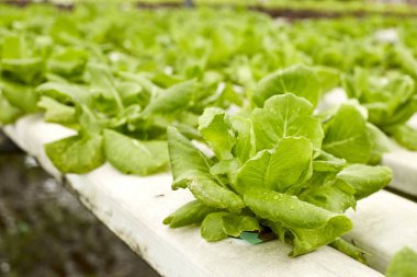 Serada büyüyen Bahçe, Hydroponic sebze taze salata