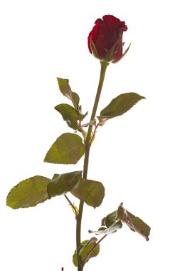 beyaz izole kırmızı gül