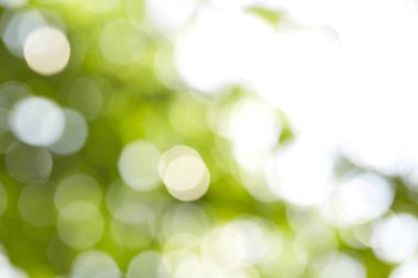 soyut dairesel yeşil bokeh arkaplanı