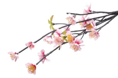 Pembe kiraz çiçeği, beyaz arka plan üzerinde izole sakura çiçekler,