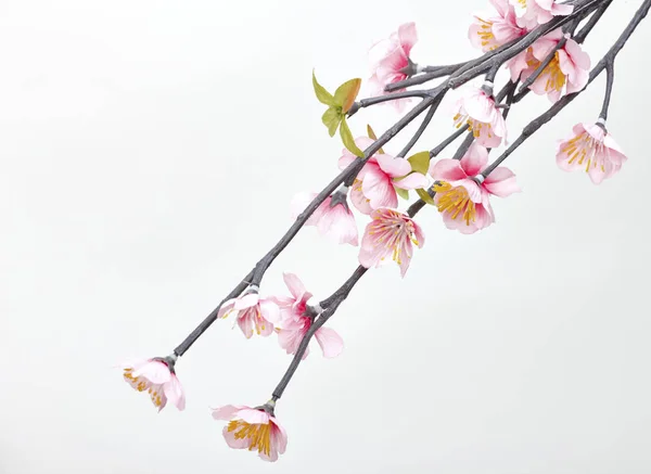 Rosa Kirschblüte Sakura Blüten Isoliert Auf Weißem Hintergrund — Stockfoto