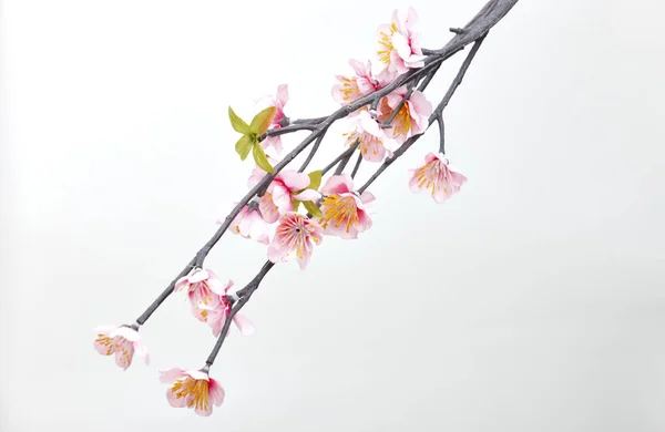 Pink Cherry Blossom Sakura Flowers Isolated White Background — Stock Photo, Image