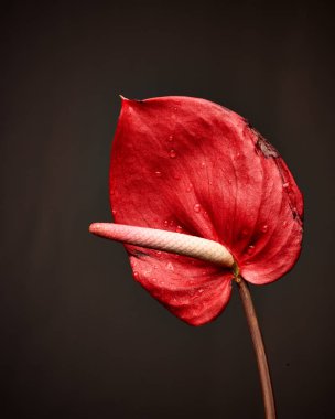 koyu kırmızı ve pembe antoryum çiçek, Flamingo çiçeği