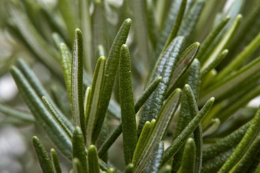 Beyaz arkaplanda taze biberiye