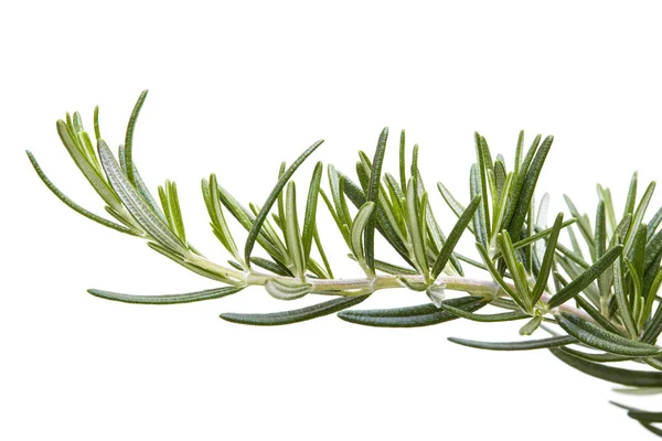 Fresh Rosemary White Background — Stock Photo, Image