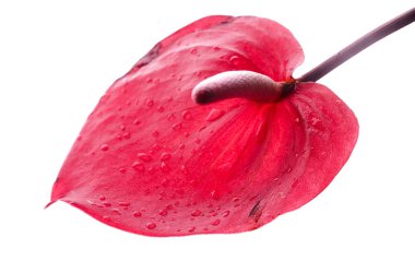 koyu kırmızı ve pembe antoryum çiçek, Flamingo çiçeği