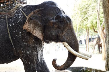 içme bir fil portresi