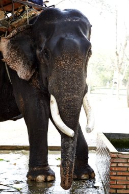 içme bir fil portresi