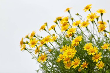 Beyaz zemin üzerine sarı papatya alan