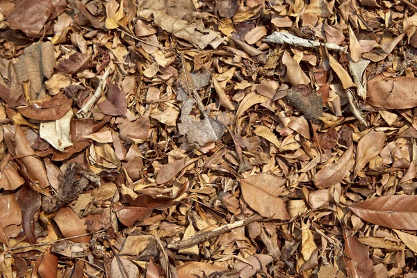 Folha Seca Chão Fundo Natureza Textura — Fotografia de Stock