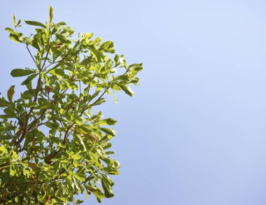 Ne zaman bahçede yapraklarda parlayan sabah ışık