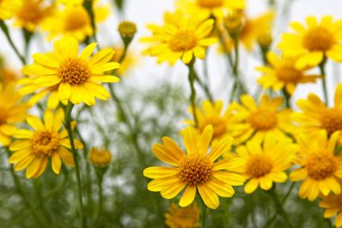 Beyaz zemin üzerine sarı papatya alan