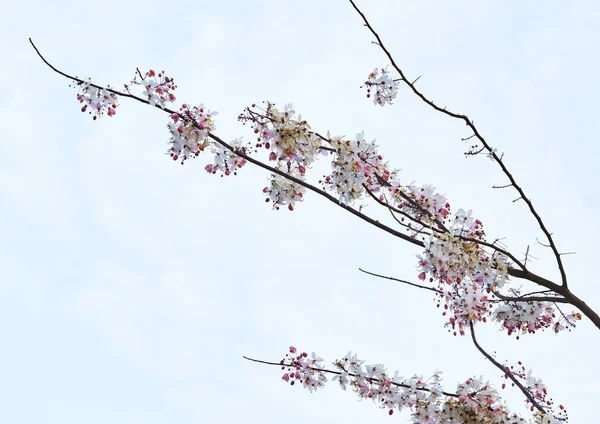 Cereza Del Himalaya Salvaje Sakura Tailandia Flor Rosa Prunus Cerasoides — Foto de Stock