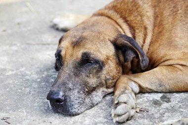 eski kahverengi köpek