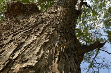 Samanea saman orman ağaçları