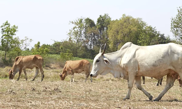 タイの牛の群れ — ストック写真