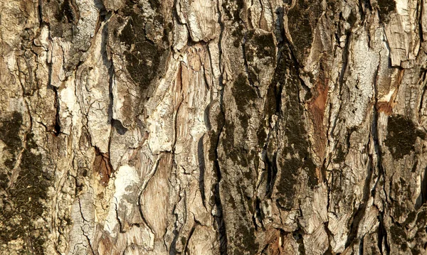 Textuur boomschors — Stockfoto