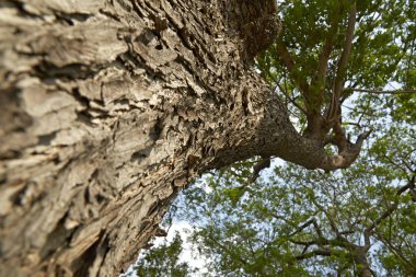 Orman ağaçları Samanea saman