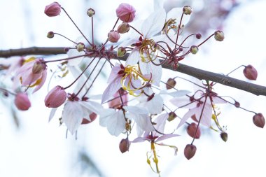 Prunus cerasoides pembe çiçek