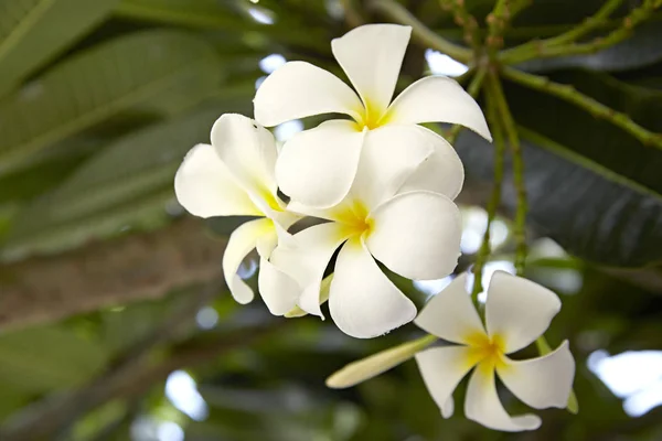 Frangipanis blühen auf natürliche — Stockfoto