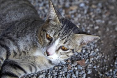 Şirin küçük kedi yalan 