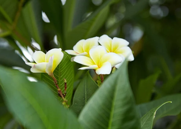 白色和黄色的鸡蛋花 — 图库照片