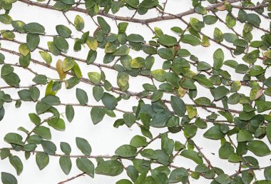 Yeşil sarmaşık bitki