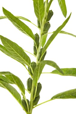 Beyaz arka plan üzerinde çiçeklenme susam