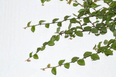 Yeşil sarmaşık bitki