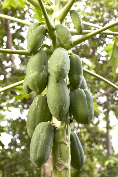 Papaya Tree with bunch — Stock Photo, Image