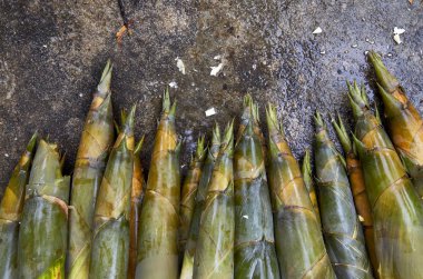 Bambu sürgünleri Beton üzerinde