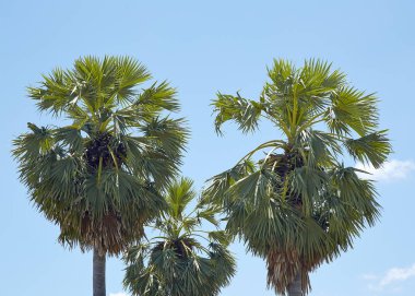 Üç Palmiye Ağaçları