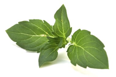 Ben nane ot taze mızrak