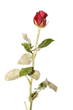 Beyaz üzerine kırmızı gül