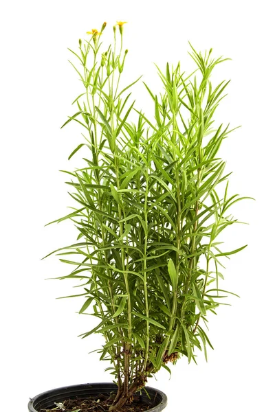 beyaz üzerine tarhun