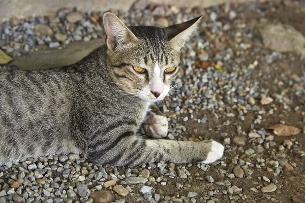 Carino piccolo gatto sdraiato — Foto Stock