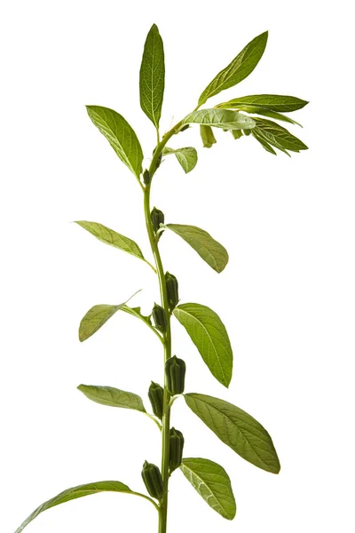 Sesame flowering on white background — Stock Photo, Image