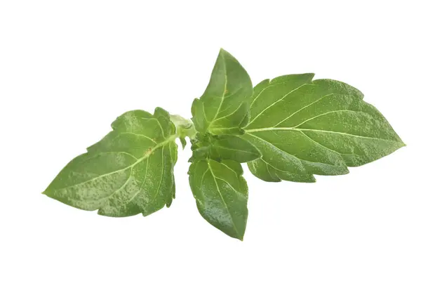 Herb fresh spear mint i — Stok Foto