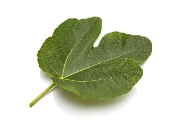 incir ağacı yaprak