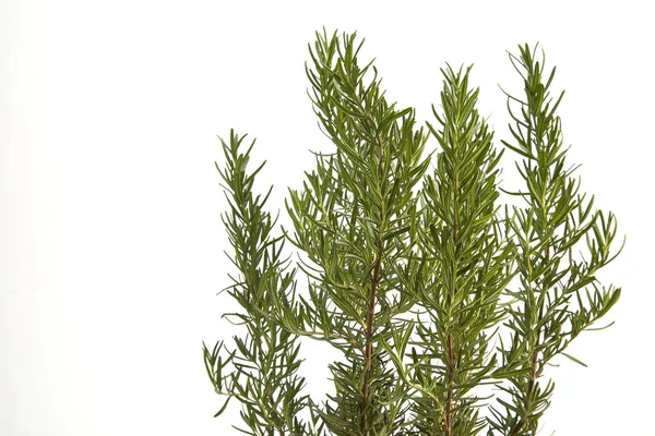 Rosemary on white backgroun — Stock Photo, Image