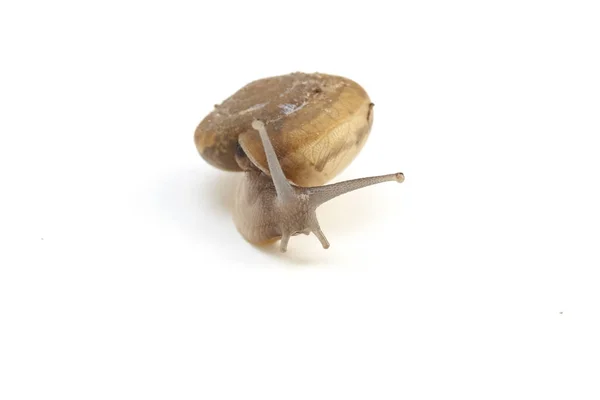 Caracol isolado em branco — Fotografia de Stock