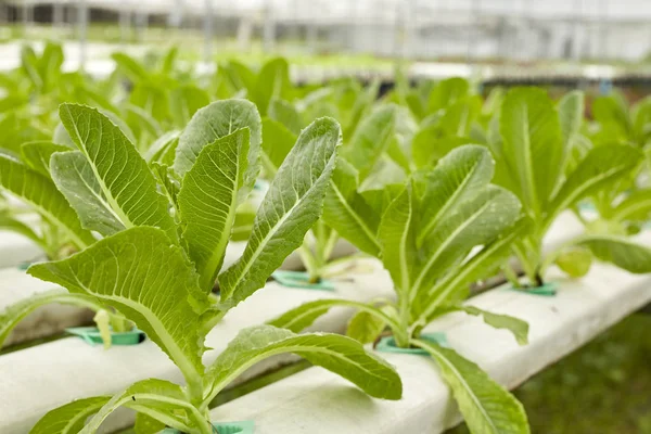 野菜水耕栽培農場 — Φωτογραφία Αρχείου