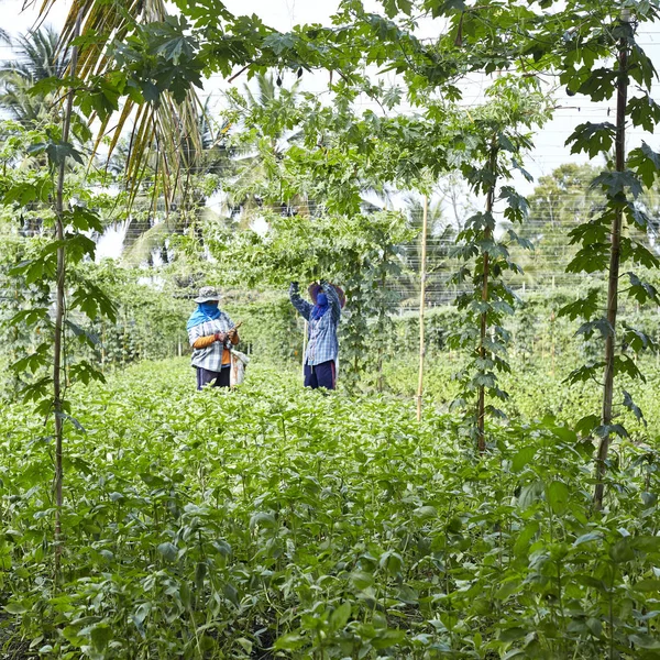 Jardinero en Tailandia — Foto de Stock