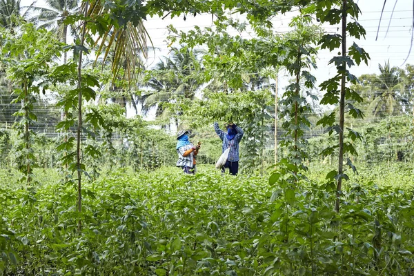 Jardinero en Tailandia — Foto de Stock