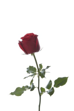 güzel kırmızı gül