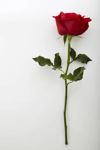 Rosa vermelha bonita — Fotografia de Stock