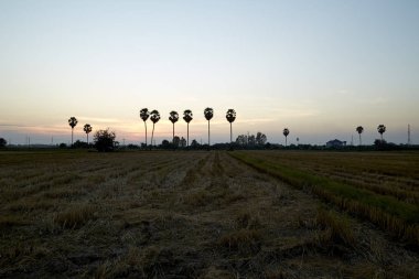 Pirinç tarlası ve palmiye 