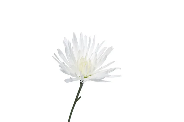 Красиві білих хризантеми — стокове фото