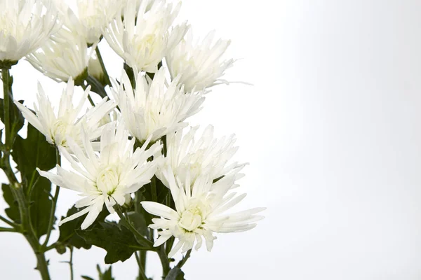 Mooie witte chrysant — Stockfoto